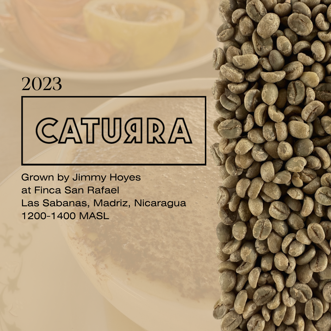 Caturra