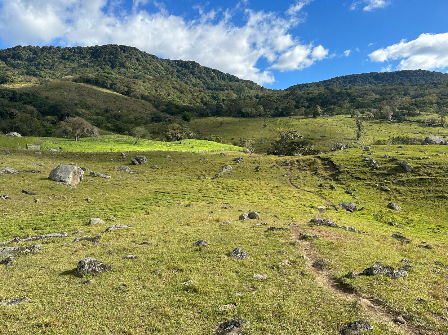 Caturra