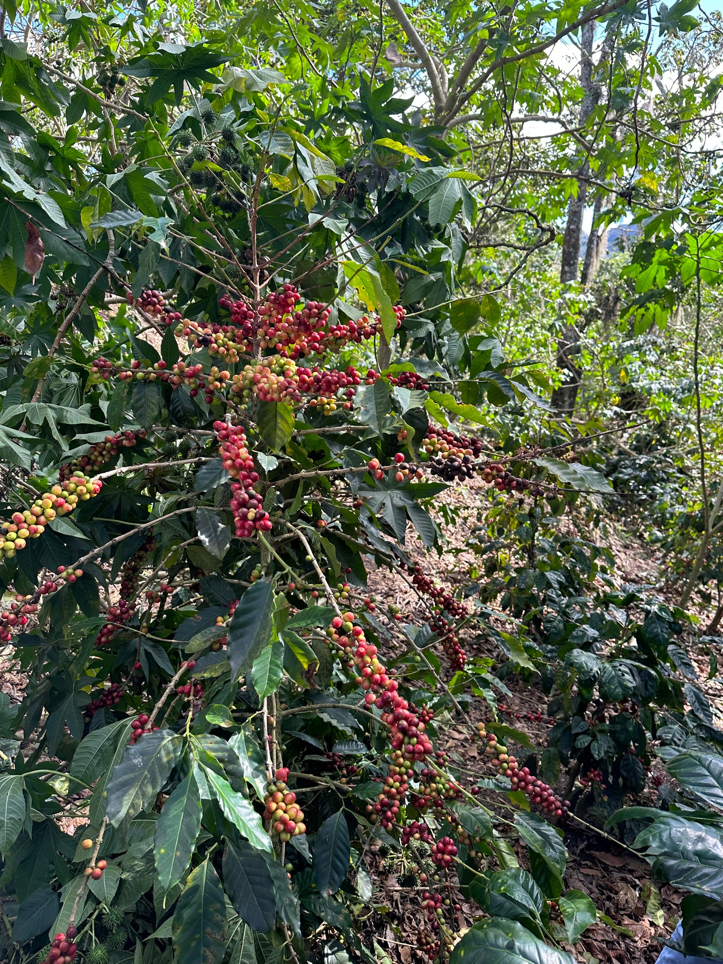 Maracaturra